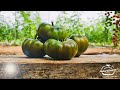 I 4 Pilastri dell' Agricoltura Naturale Professionale