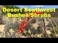 Hiker's Guide: Desert Southwest Shrubs & Bushes