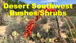 Hikers Guide: Desert Southwest Shrubs & Bushes
