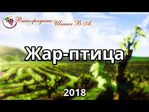 Виноград Жар Птица Описание Сорта Фото Отзывы Виноград Жар Птица Описание Сорта Фото Отзывы
