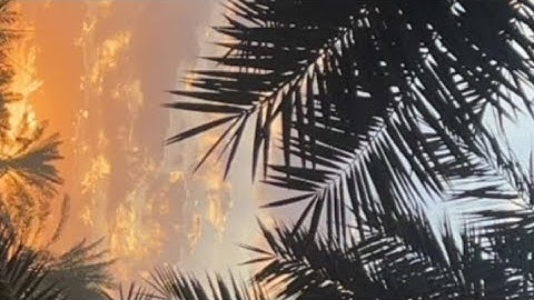 سورة الزخرف بصوت فضيلة الشيخ ماهر المعيقلي /#قرآن