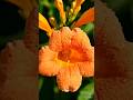 Trumpet  vine #plants  #vines  #trumpet Trumpet #viral #trending  #short #ytshorts