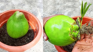 How to grow coconut tree from coconut fruit for beginners | growing coconut | propagate coconut
