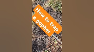 How to find a gopher tunnel