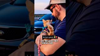 Cat Watches its Last Sunset 😭❤️