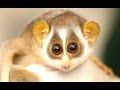 Cute Animals - A Cute Animal Videos Compilation 2015