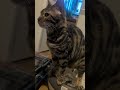 ベンガル猫#shorts #funny #cat