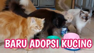 3 SARAN BUAT YANG BARU ADOPSI KUCING