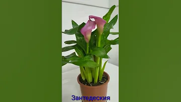 Как ухаживать за комнатным цветком,,,КАЛЛА,,,?