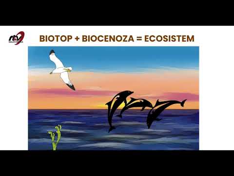 BIOLOGIE CLASA A V a   ECOSISTEMUL