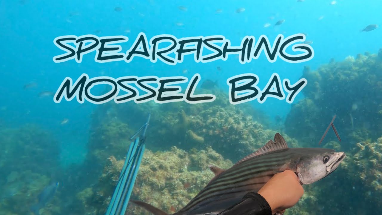 SPEARFISHING MOSSEL BAY!🇿🇦and seal encounter 