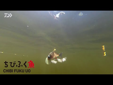 Chibi Fuku Fish | Tester Katsuya Sasaki explains