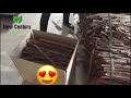 Packing and pressing cassia cinnamon  phu lam golden forest