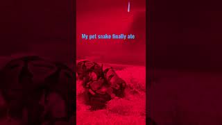 Famous My snake finally ate￼ Net Worth