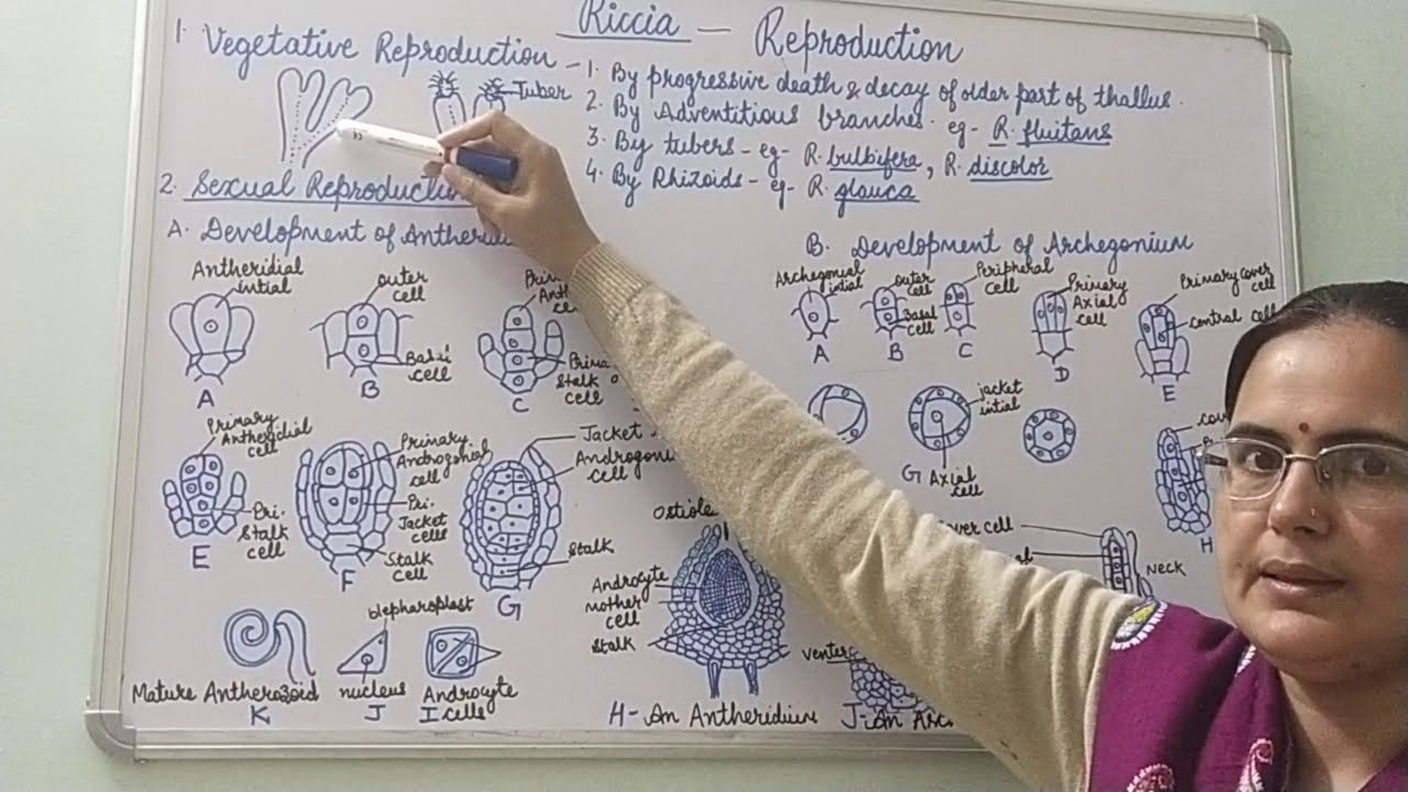 Riccia- Reproduction