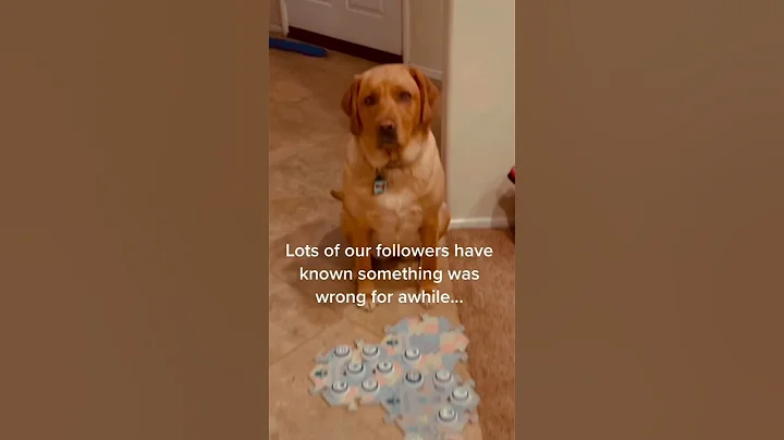 WHAT'S WRONG with my TALKING DOG? #shorts #dogshorts #talkingdog #cutedog