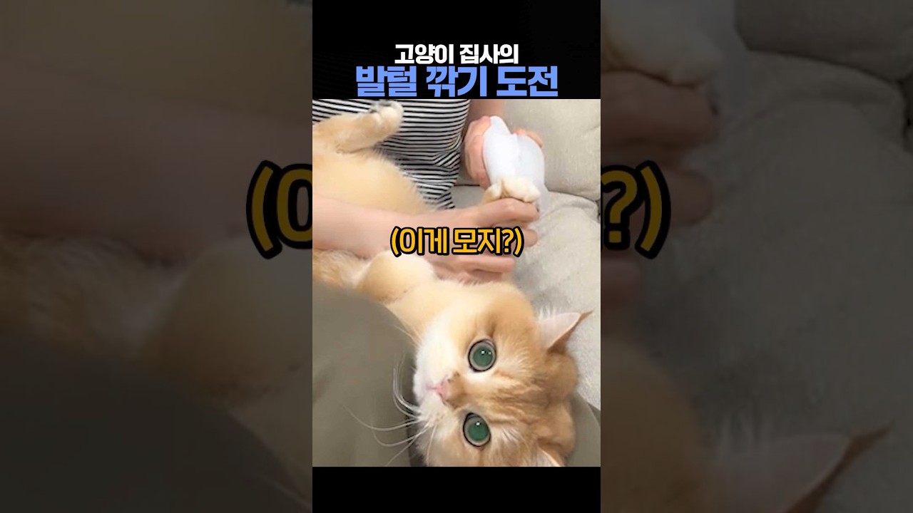 진짜 고양이가 맞는걸까?