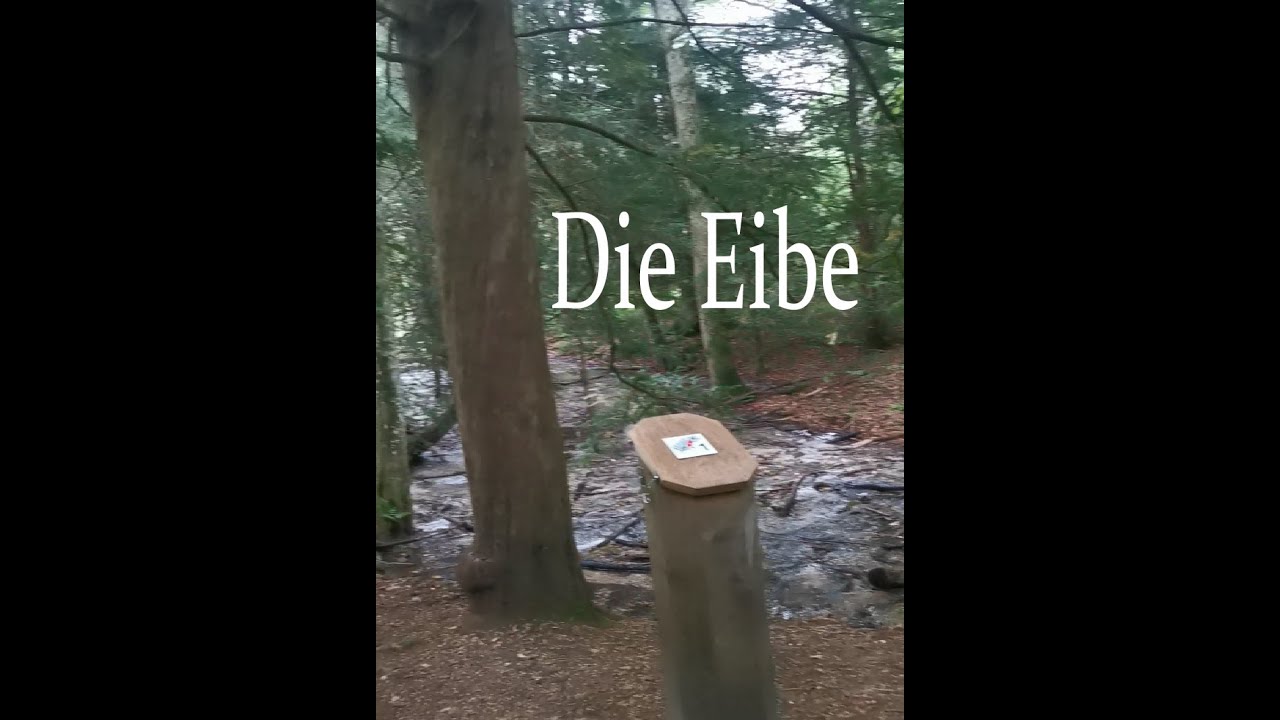 EIBENWALD DIE EIBE | EINE DER LETZTEN ÜBERBLIEBENEN WÄLDER IN PATERZELL