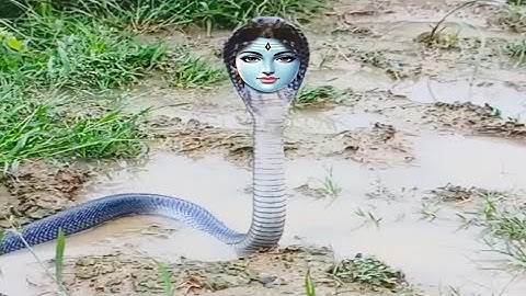 Amazing view of Naagin 🔥 Dangerous Attack 🫢 Naagin #Snake 🐍🐍