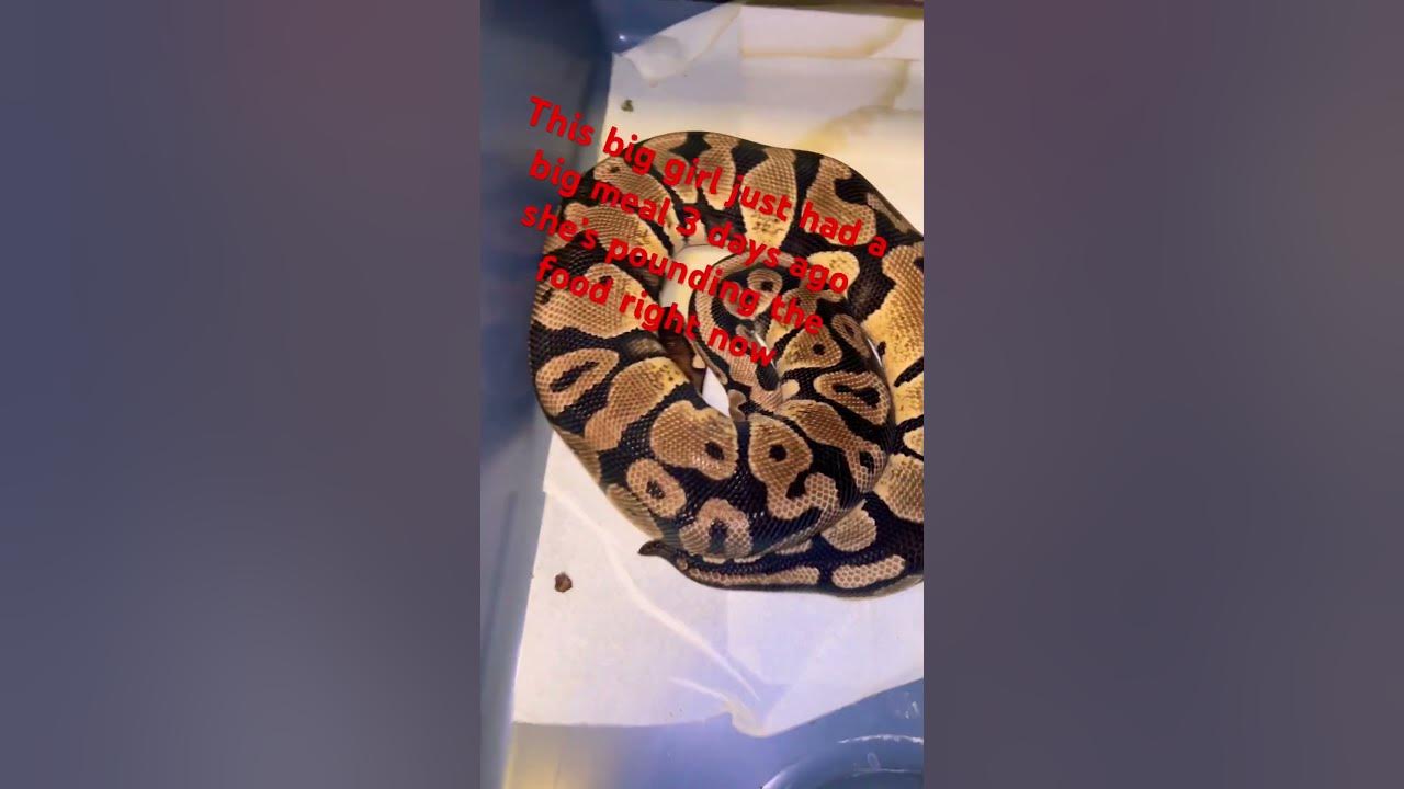Ball python digesting a meal #livefeeding #ballpython #pacmanfrog # ...