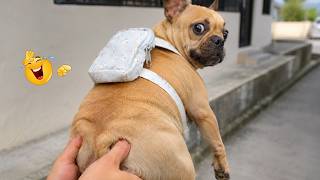 Dogs Caught Being Absolutely Ridiculous Funniest Dog Moments 2026