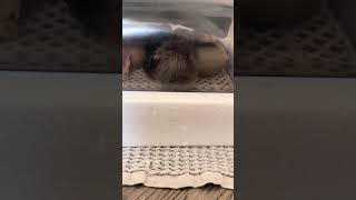 They hatched on day 18 in the two you just saw in that video are fluffy now in two more hatched ￼