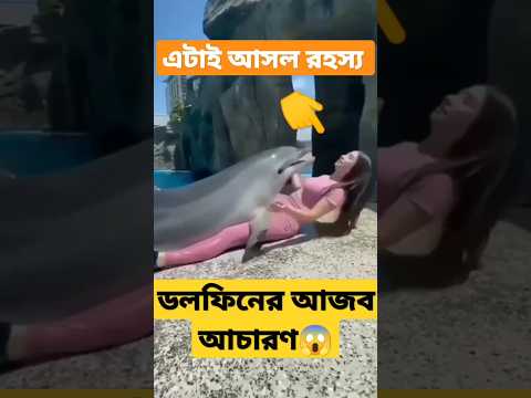 ভিডিও: ডলফিন কি যুদ্ধে ব্যবহৃত হত?