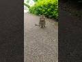 こちらの縄張りに現れたオタフクカイちゃん(笑)❗サムライ君早く戻って下さいね⤵️キビナゴ🐟あげると持っていきパクパク⤴️何だニャン♥️ #地域猫 #猫大好きBIGMAMA #地域猫活動 #猫動画 #猫