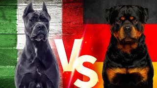 Cane Corso Vs Rottweiler Cinsi Köpekleri #canecorso #rottweiler #dog