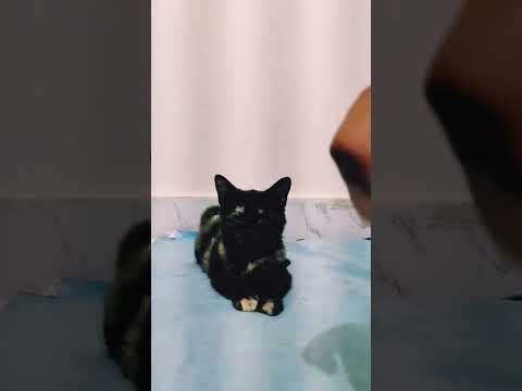 Habibi Cat Millionare