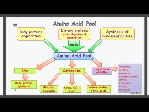 case study 2 amino acid overload