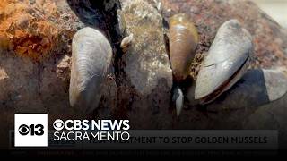 Davis lab to conduct test treatment to stop California's golden mussel invasion