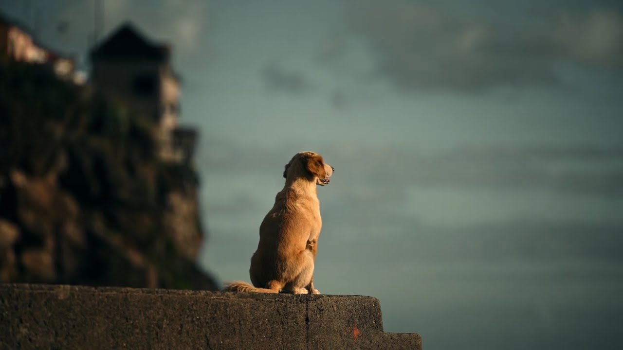 Dog, Madeira, Town - || No Copyright Video 4K ||