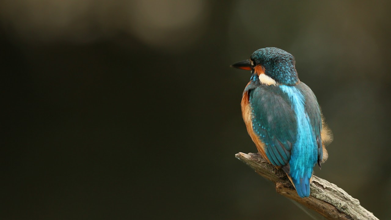 Female Kingfisher, filmed on a Canon 1Dx2 with a 300mm f2.8 mk ii 