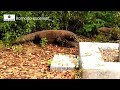 Ternyata komodo lebih ganas Memakan sisa Bangkai!!!