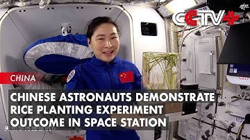 Chinese Astronauts Demonstrate Rice Planting Experiment Outcome in Space Station