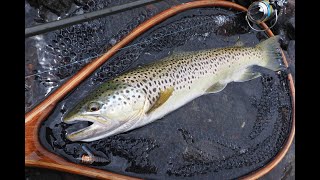 蝉の釣り 中禅寺湖のブラウントラウト（early Jun  2024）