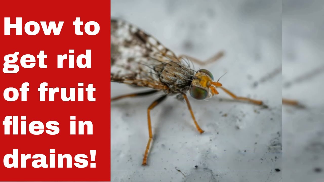 How to Get Rid of Drain & Fruit Flies