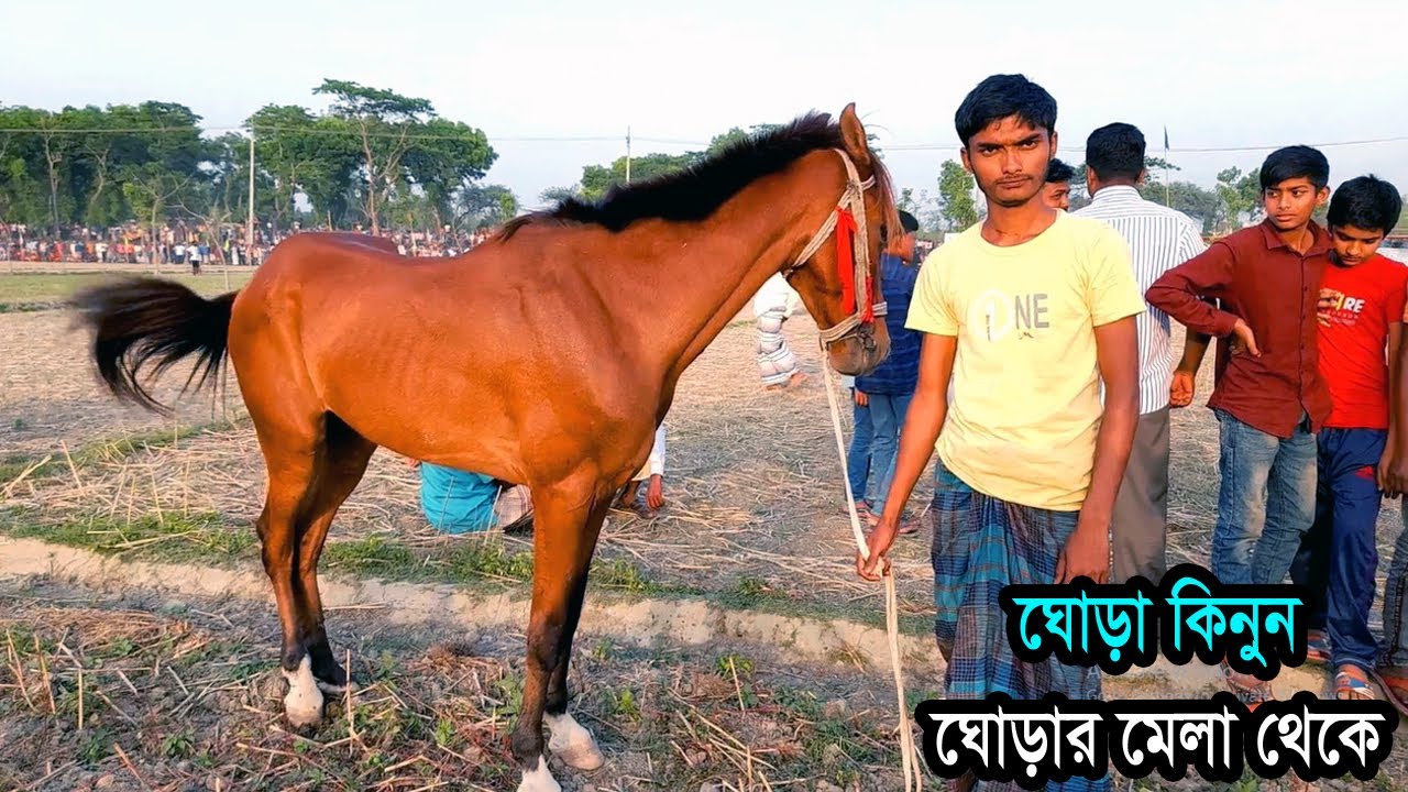 Racing Horse Price in Bangladesh ঘোড়া মালিকের সাক্ষাৎকার Most