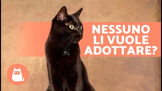 7 CURIOSITÀ sui GATTI NERI  Ti portano sfortuna? Perché nessuno li vuole adottare?