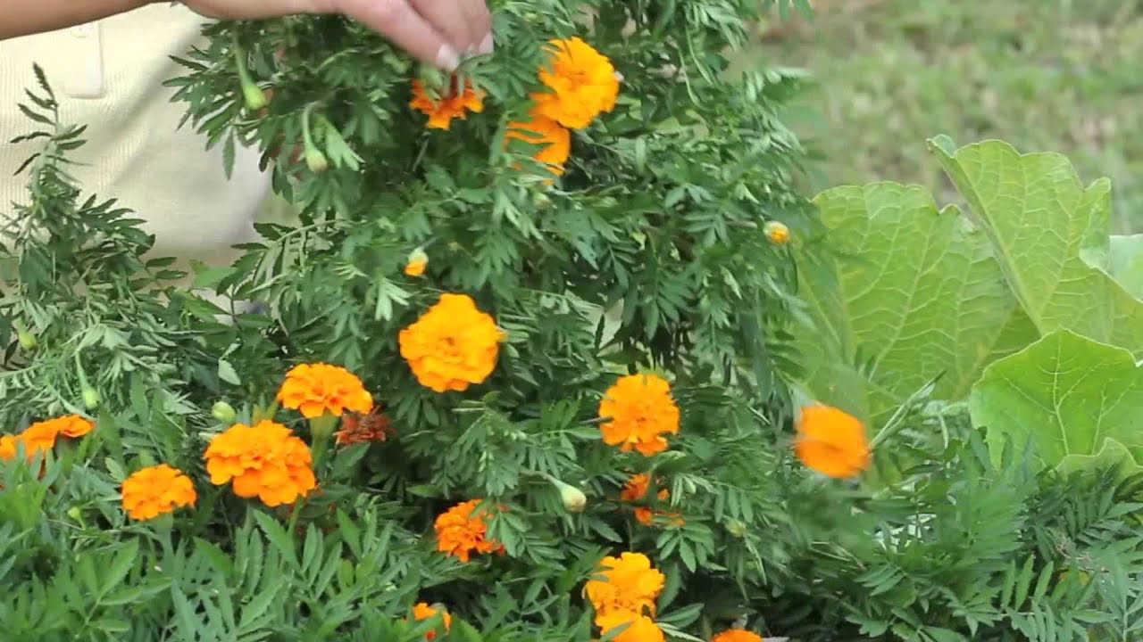 Harvesting Marigold Seeds Marigold Gardening YouTube