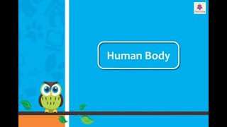 Human Body | Science and Technology | Now You Know Book 2 | Periwinkle