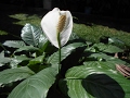 CUNA DE MOISES // ESPATIFILIO // FLOR DE LA PAZ // BANDERA BLANCA // SPATHIFHYLLUM