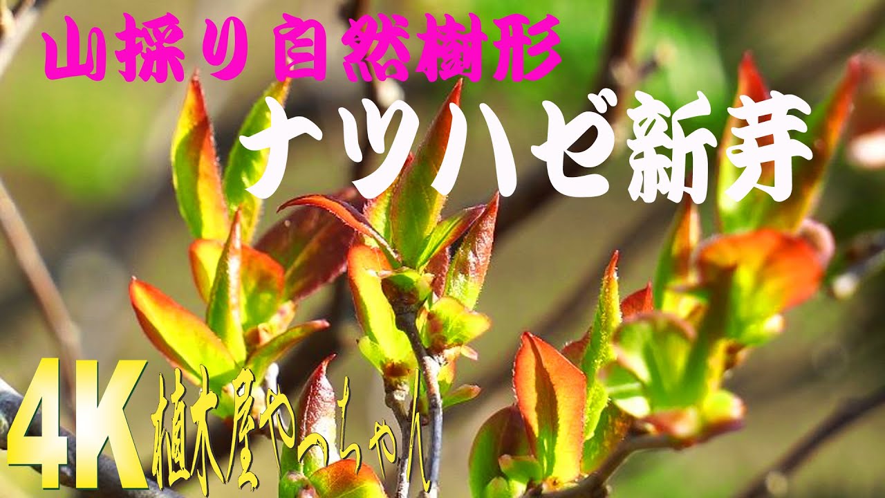 2 山採り　ナツハゼ 楽天市場】【現品】山採り【ナツハゼ】夏櫨 本株立ち 自然風樹形