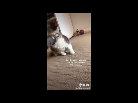 cat gets sucked into vacuum