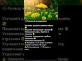 Польза чая из адуанчака 🌿 Лекарственный напиток для здоровья