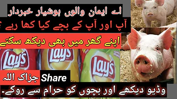 Daily Products Pigسور Fat.chips,Lays production E Codes  Food Are They Haram or Halal In Urdu Hindi.