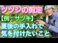 【サツキ(ツツジ類)の剪定】夏以降に注意!翌年に花を楽しむポイント(2026年8月)✂️💐