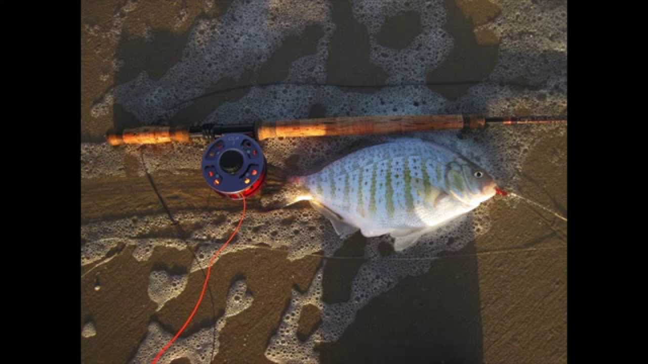 Fly Fishing the Surf Monterey YouTube