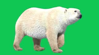 Polar Bear Walk Green Screen Videos Bear Green Screen Green Screen Bear